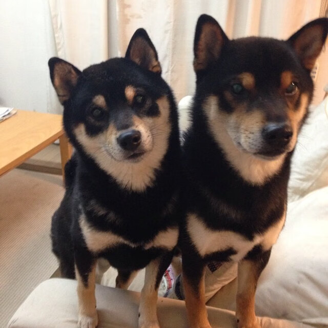 赛道与球场,维斯塔潘的加冕与爵士的统治