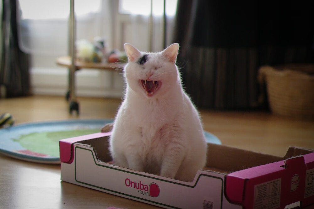 富安健洋的节奏魔法,从后场发牌到新西兰一波流带走英格兰